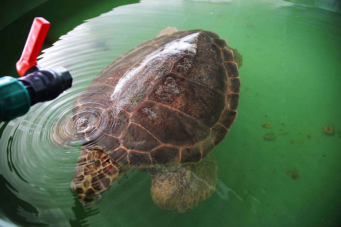Uyduyla İzlenen Caretta Caretta Tuba,  Rotasını Yine Ege ve Akdeniz’e Çevirdi 2
